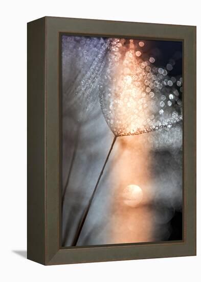 In My Winter Window-Ursula Abresch-Framed Premier Image Canvas