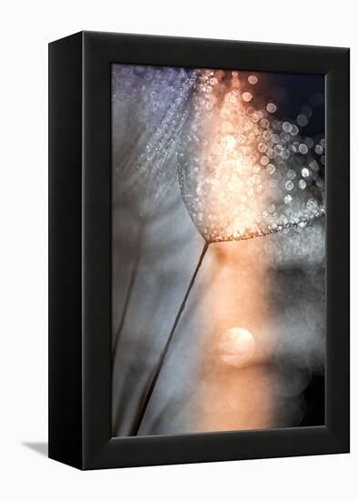 In My Winter Window-Ursula Abresch-Framed Premier Image Canvas