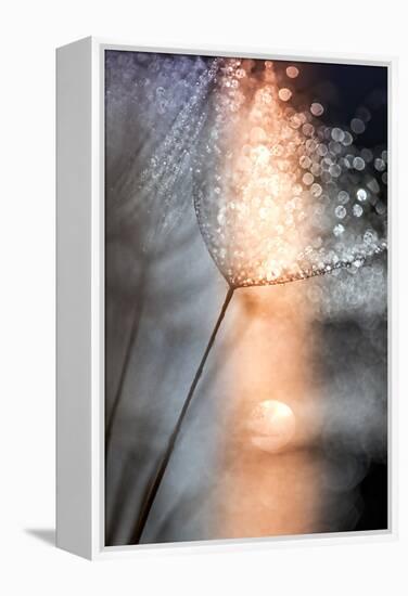 In My Winter Window-Ursula Abresch-Framed Premier Image Canvas