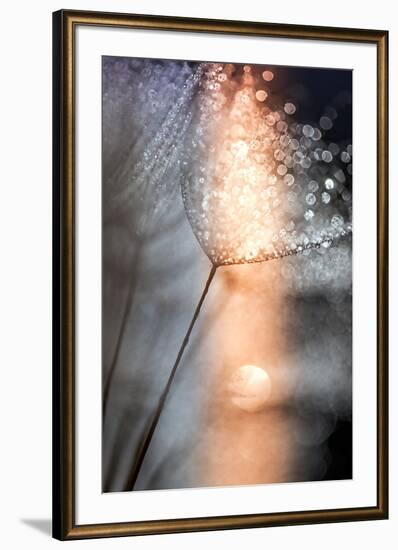 In My Winter Window-Ursula Abresch-Framed Photographic Print