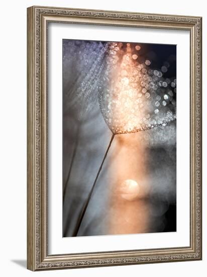 In My Winter Window-Ursula Abresch-Framed Photographic Print