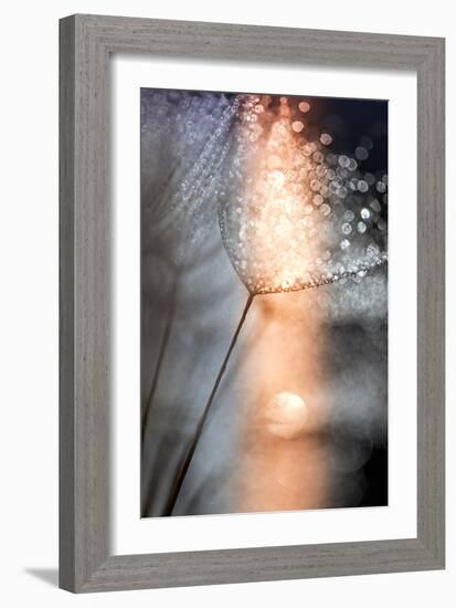 In My Winter Window-Ursula Abresch-Framed Photographic Print