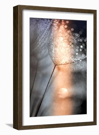 In My Winter Window-Ursula Abresch-Framed Photographic Print