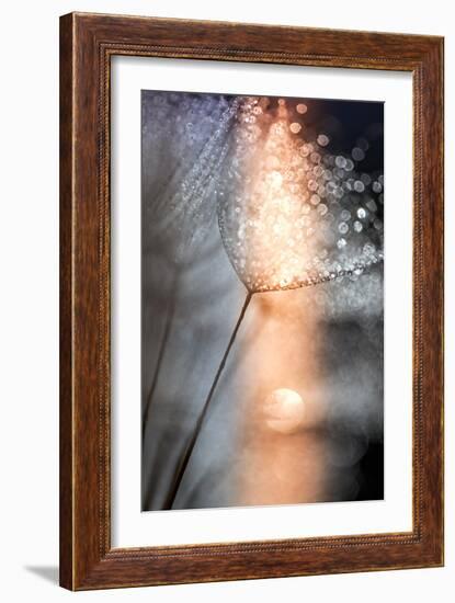 In My Winter Window-Ursula Abresch-Framed Photographic Print