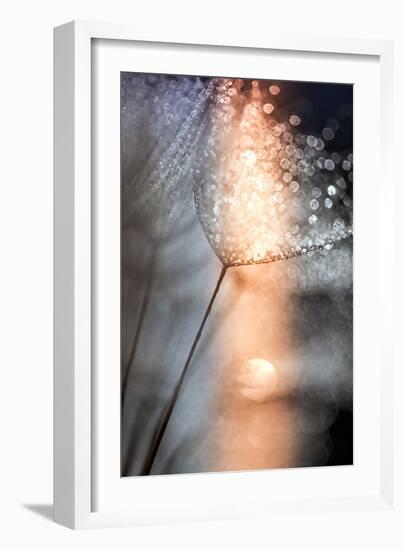 In My Winter Window-Ursula Abresch-Framed Photographic Print