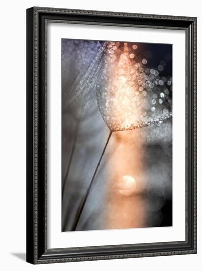 In My Winter Window-Ursula Abresch-Framed Photographic Print