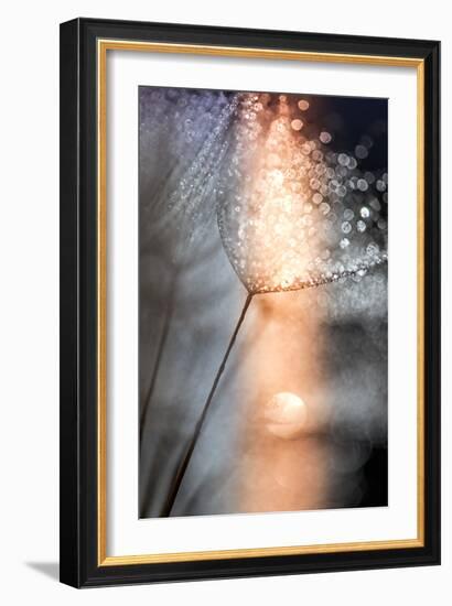 In My Winter Window-Ursula Abresch-Framed Photographic Print