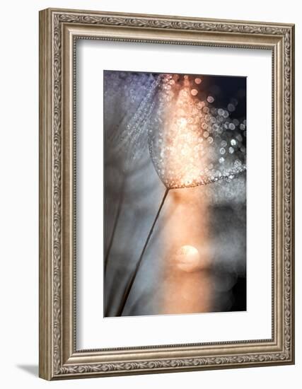 In My Winter Window-Ursula Abresch-Framed Photographic Print