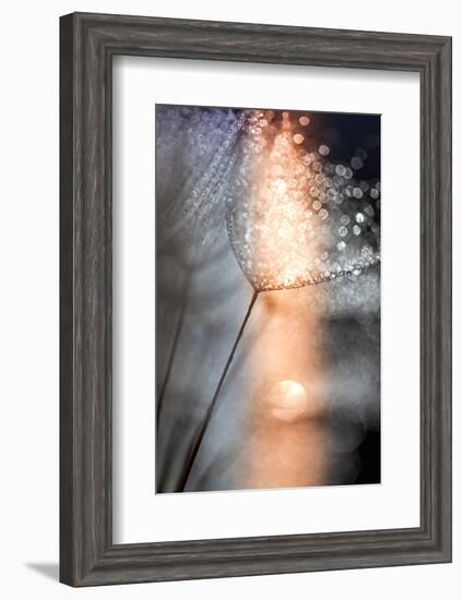 In My Winter Window-Ursula Abresch-Framed Photographic Print