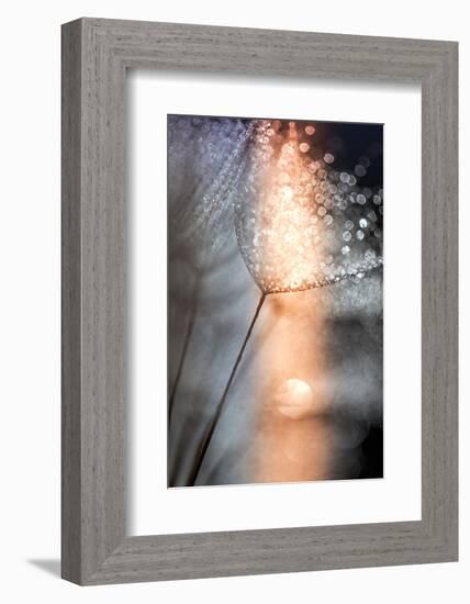 In My Winter Window-Ursula Abresch-Framed Photographic Print