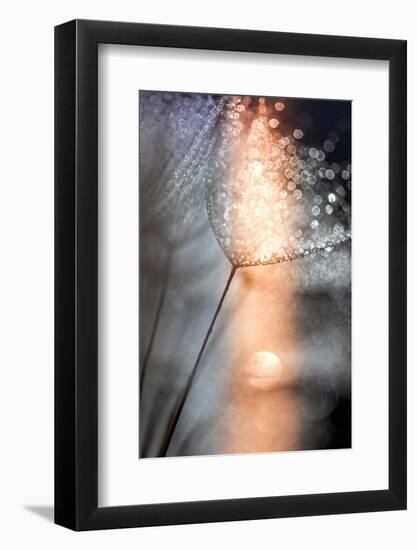 In My Winter Window-Ursula Abresch-Framed Photographic Print