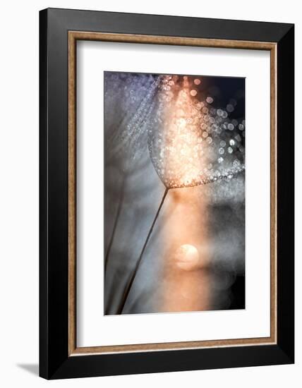 In My Winter Window-Ursula Abresch-Framed Photographic Print