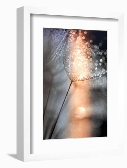 In My Winter Window-Ursula Abresch-Framed Photographic Print