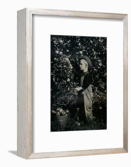 'In One Of Ontaario's Fruitful Orchards', c1934-Unknown-Framed Photographic Print