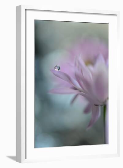 In Pink Delight II-Heidi Westum-Framed Photographic Print