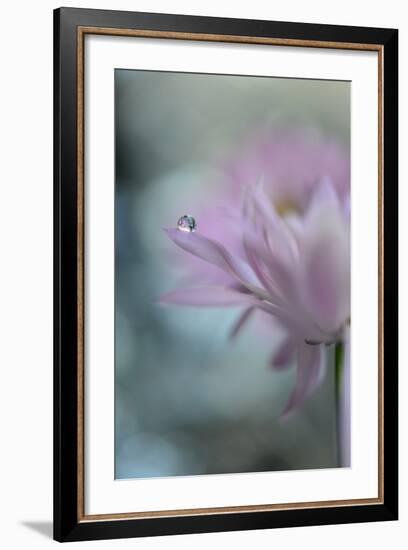 In Pink Delight II-Heidi Westum-Framed Photographic Print