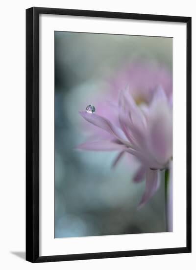 In Pink Delight II-Heidi Westum-Framed Photographic Print