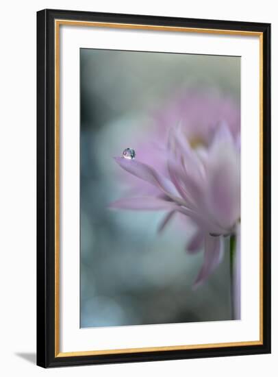 In Pink Delight II-Heidi Westum-Framed Photographic Print