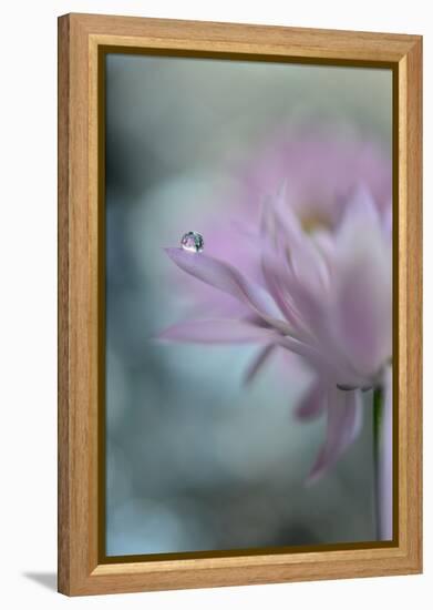 In Pink Delight II-Heidi Westum-Framed Premier Image Canvas