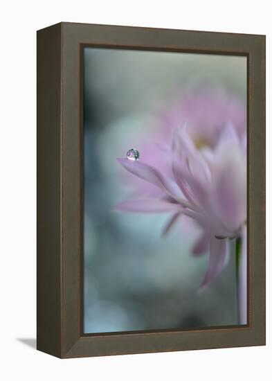 In Pink Delight II-Heidi Westum-Framed Premier Image Canvas