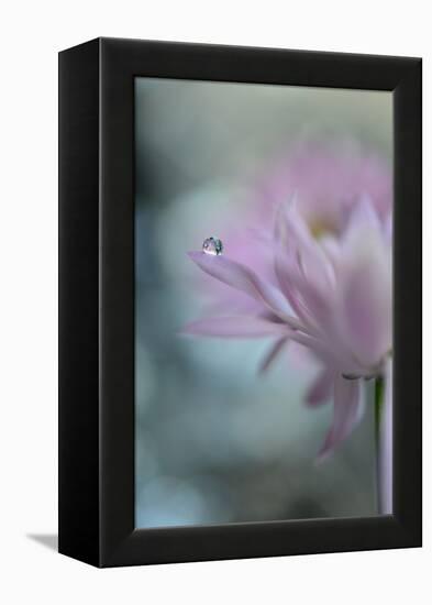 In Pink Delight II-Heidi Westum-Framed Premier Image Canvas