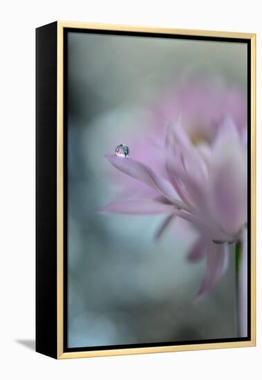 In Pink Delight II-Heidi Westum-Framed Premier Image Canvas