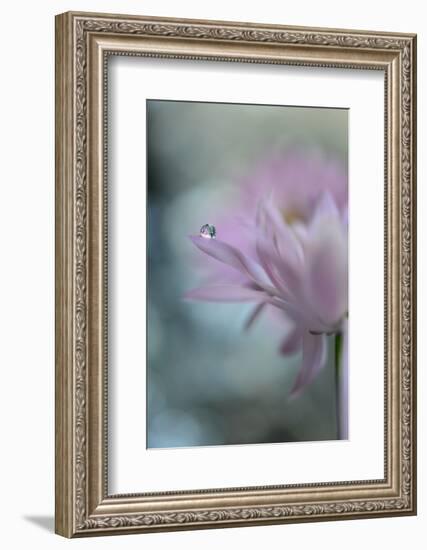 In Pink Delight II-Heidi Westum-Framed Photographic Print