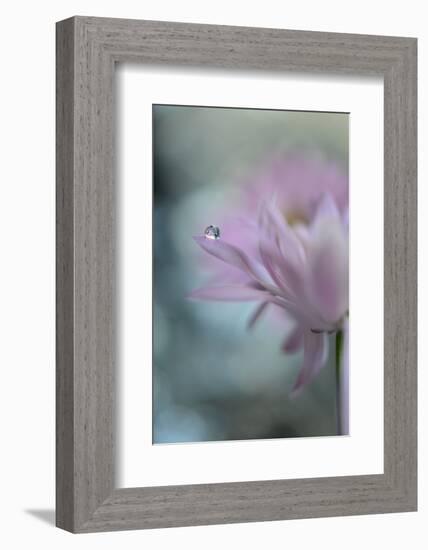 In Pink Delight II-Heidi Westum-Framed Photographic Print