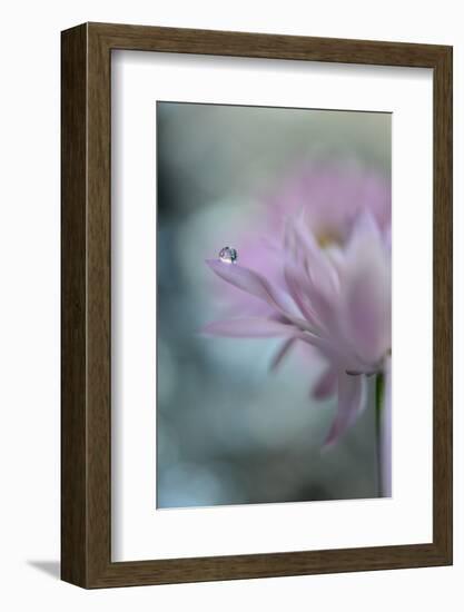 In Pink Delight II-Heidi Westum-Framed Photographic Print