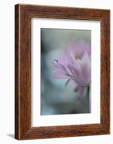 In Pink Delight II-Heidi Westum-Framed Photographic Print