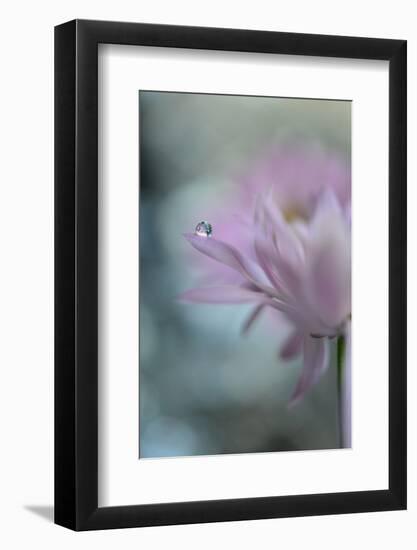 In Pink Delight II-Heidi Westum-Framed Photographic Print