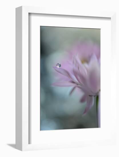 In Pink Delight II-Heidi Westum-Framed Photographic Print