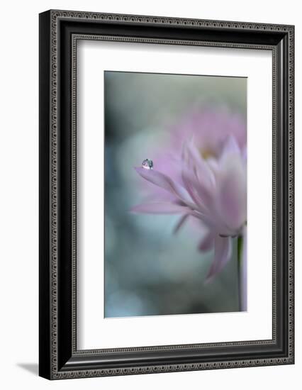 In Pink Delight II-Heidi Westum-Framed Photographic Print