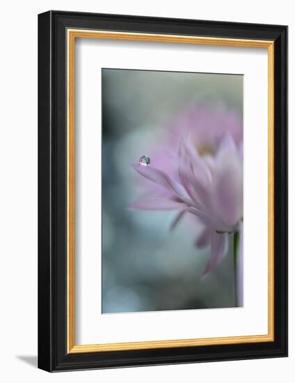 In Pink Delight II-Heidi Westum-Framed Photographic Print