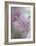 In Pink Delight-Heidi Westum-Framed Giclee Print