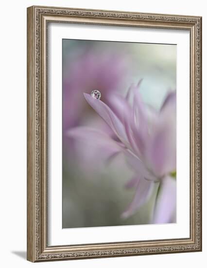 In Pink Delight-Heidi Westum-Framed Giclee Print