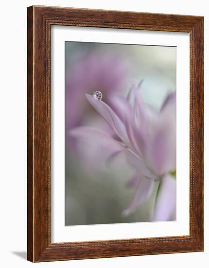 In Pink Delight-Heidi Westum-Framed Giclee Print