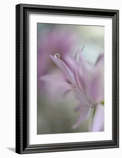 In Pink Delight-Heidi Westum-Framed Giclee Print