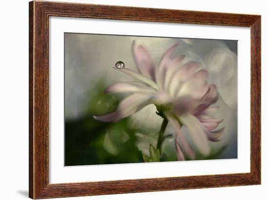 In Pink Jumble-Heidi Westum-Framed Photographic Print