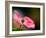 In Pink-Ursula Abresch-Framed Photographic Print