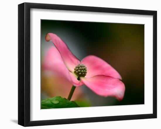 In Pink-Ursula Abresch-Framed Photographic Print