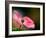 In Pink-Ursula Abresch-Framed Photographic Print