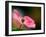 In Pink-Ursula Abresch-Framed Photographic Print