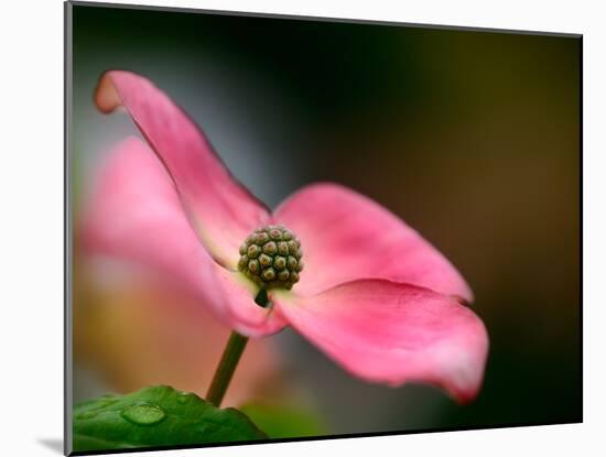 In Pink-Ursula Abresch-Mounted Photographic Print