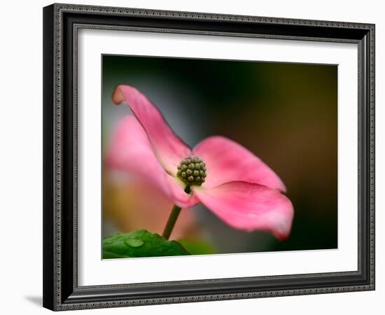 In Pink-Ursula Abresch-Framed Photographic Print