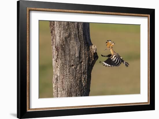 In Pursuit - Feed-Staffan Widstrand-Framed Giclee Print