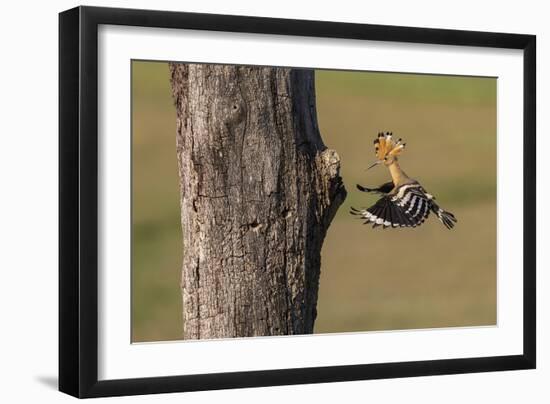 In Pursuit - Feed-Staffan Widstrand-Framed Giclee Print