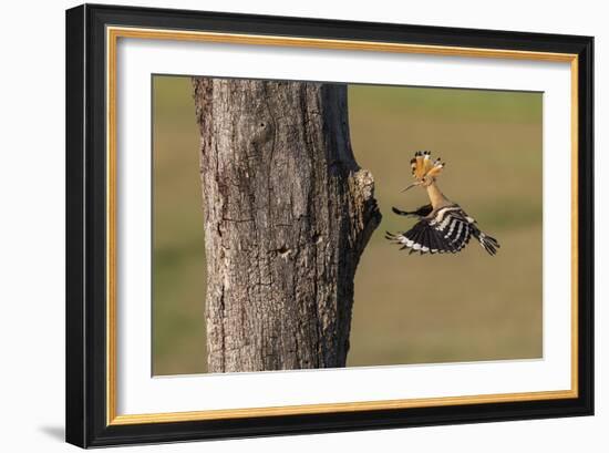 In Pursuit - Feed-Staffan Widstrand-Framed Giclee Print