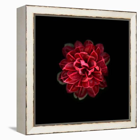 In Red-PhotoINC-Framed Premier Image Canvas