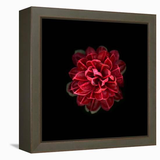 In Red-PhotoINC-Framed Premier Image Canvas